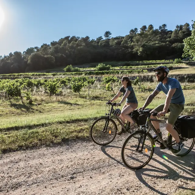 Vignoble de Pontevès