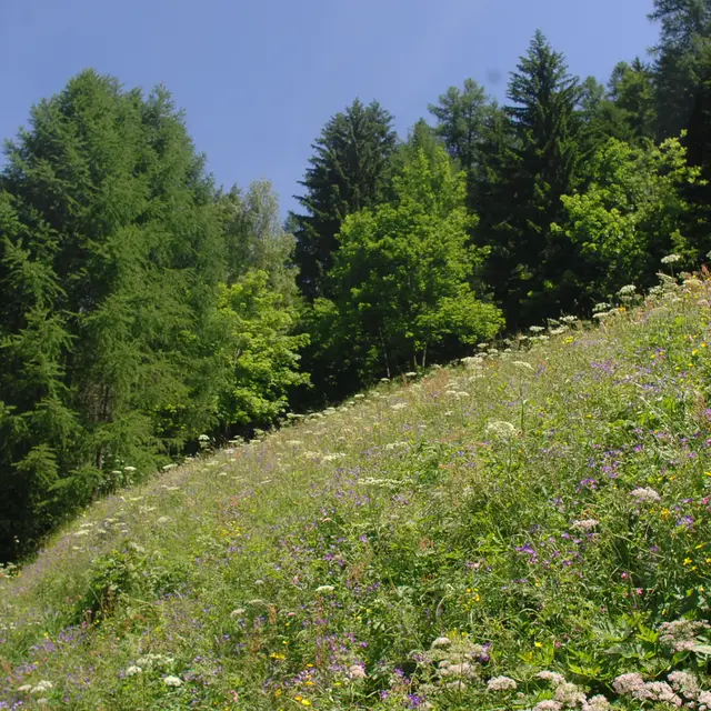 Nature Fleurs