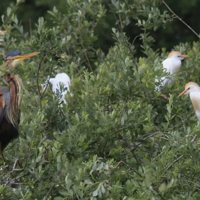 Visite guidée ornithologique à l’Écopôle du Forez_Chambéon