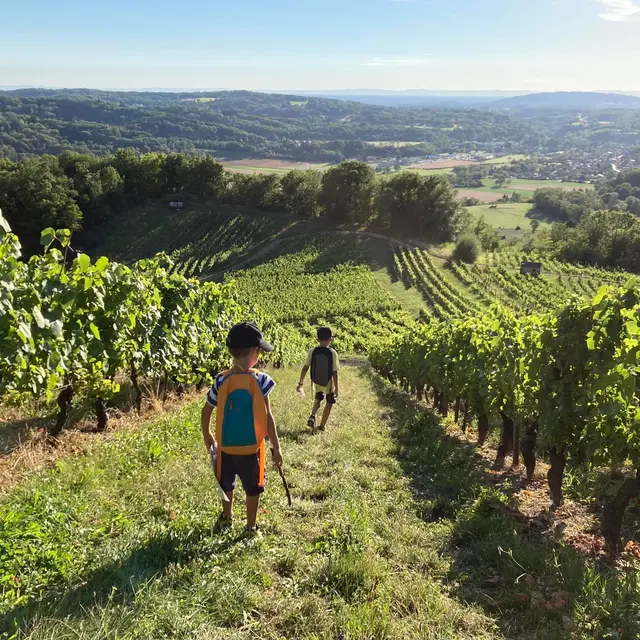 randonnée dans les vignes ouvert à tous