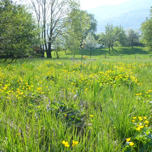 Les marais, réservoirs d'eau