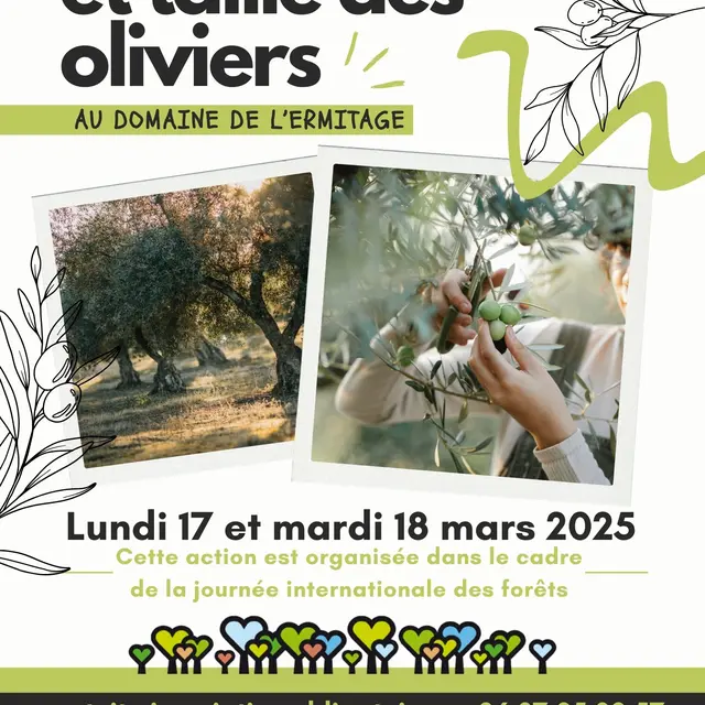Démonstration et taille des oliviers_Saint-Mandrier-sur-Mer