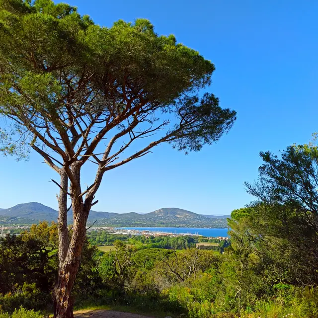 Pin parasol sur le golfe de Saint-Tropez https://gassin.eu