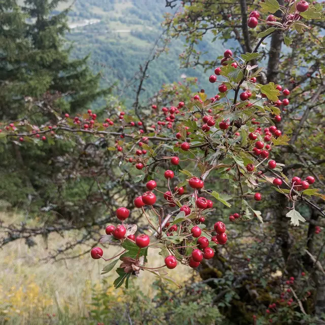 Nature
