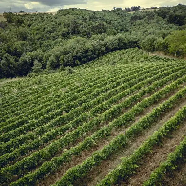 Rando Wine (Le domaine des Bardes)_Eclassan