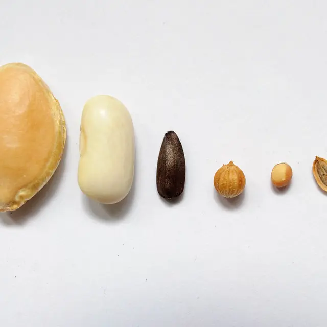 Grainothèque : échanges de graines_Oraison