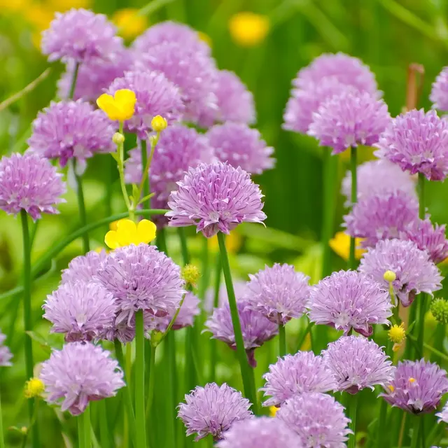 Fleurs de ciboulette sur le sentier ethnobotanique de La Grave