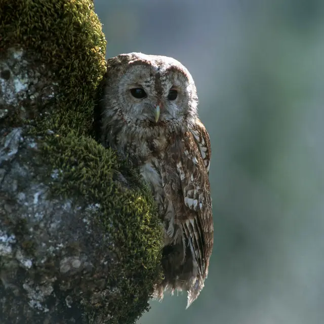 Sons d’une nuit d’été_Saint-Geniez