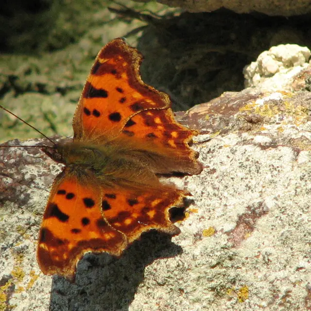 Robert le Diable (papillon)