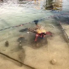 Visite guidée : les techniques de fouilles à Paladru_Villages du lac de Paladru