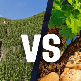 Atelier École des Vins - Découverte des Crus des Côtes du Rhône_Avignon