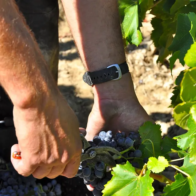 Les Amouriers vigneron