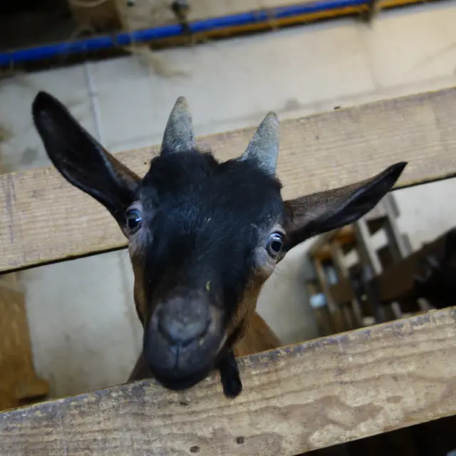 Chevreau