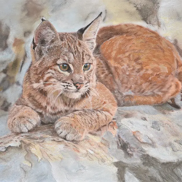 Lynx reposant sur un rocher