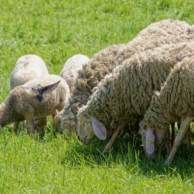 GAEC du Rouveyret_Senez