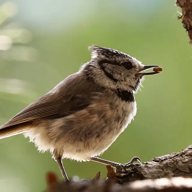 Conférence : Quel est donc cet oiseau ?_Villar-d'Arêne