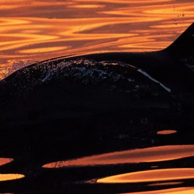 Dauphins & coucher de soleil
