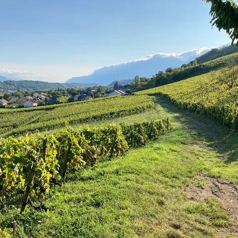 Apéro'Vignes