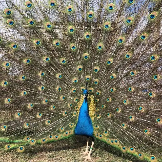 Petits Fermiers de Pâques