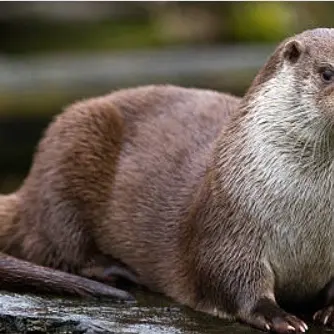Sortie - Comme une loutre, descendons le gardon_Saint-Jean-du-Gard