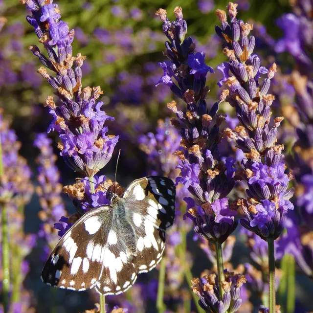 Papillon sur un brin de lavande