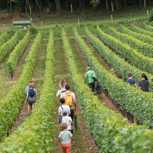 Le vignoble de Marin et ses « crosses »_Marin