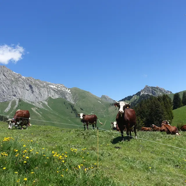 Alpage de la Raille - Abondance