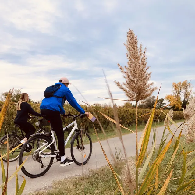 Circuit vélo entre vignobles et vergers