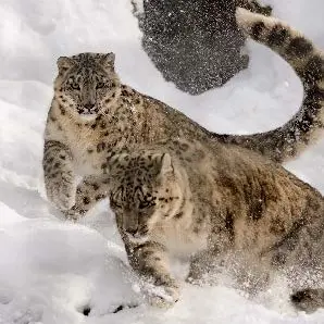 Ateliers 6 / 10 ans - Les animaux et le froid_Montauban