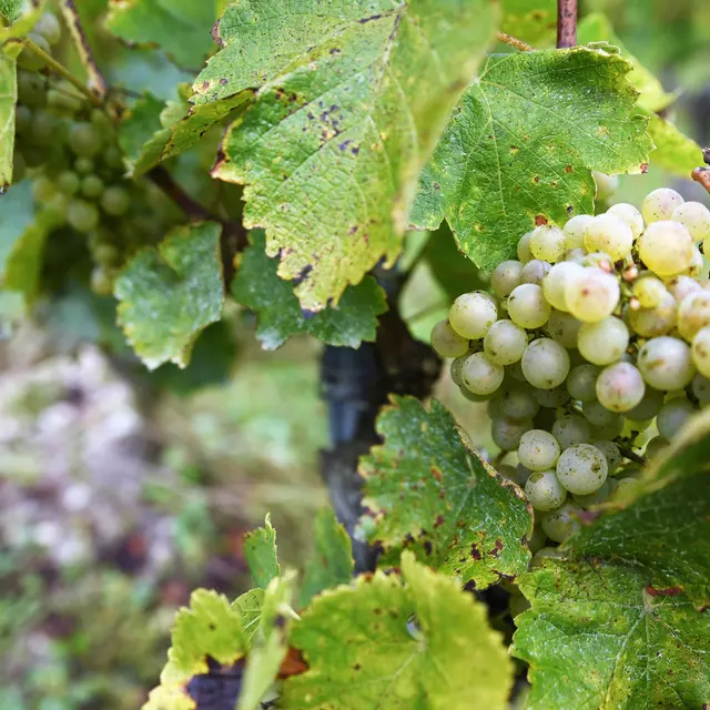 Vignes