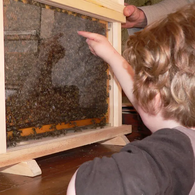 vie de l'abeille