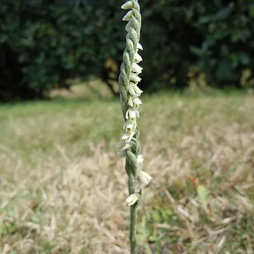 Inventaire participatif de la Flore urbaine - Laval-en Belledonne_Laval-en-Belledonne