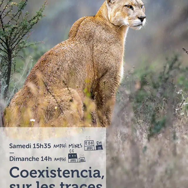 Festival Curieux Voyageurs :  Coexistencia, sur les traces des pumas_Saint-Étienne