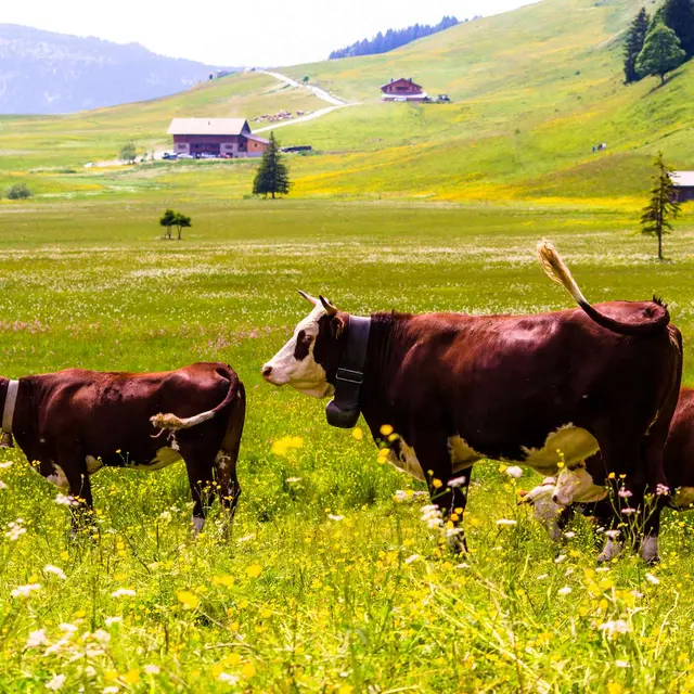 Plateau des Glières