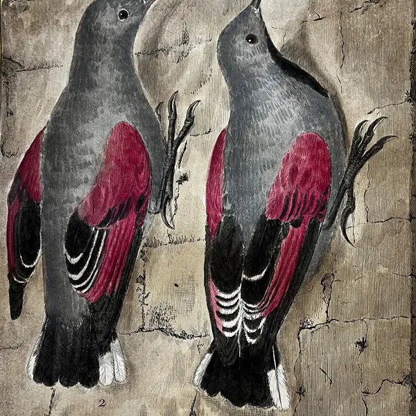 Sortie nature du Muséum : à la recherche du Tichodrome échelette, l'oiseau-papillon (Marseille)_Marseille