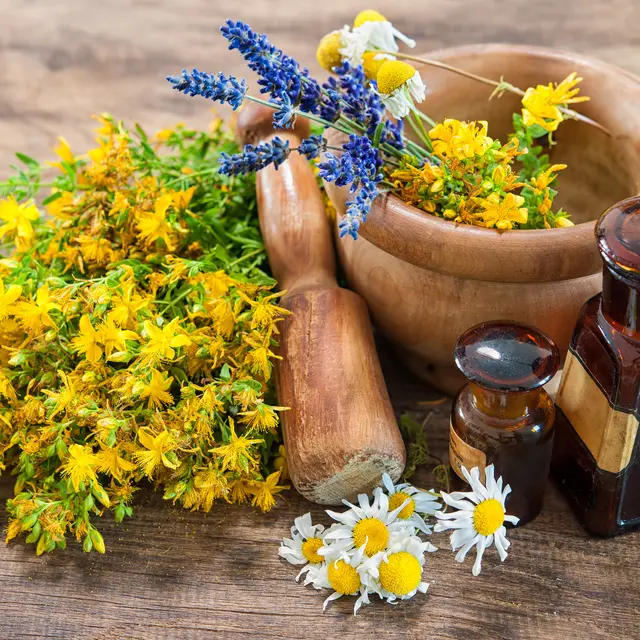 sortie-plantes-comestibles-medicinales