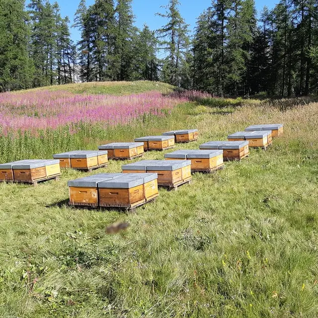 Les Ruchers des Archers