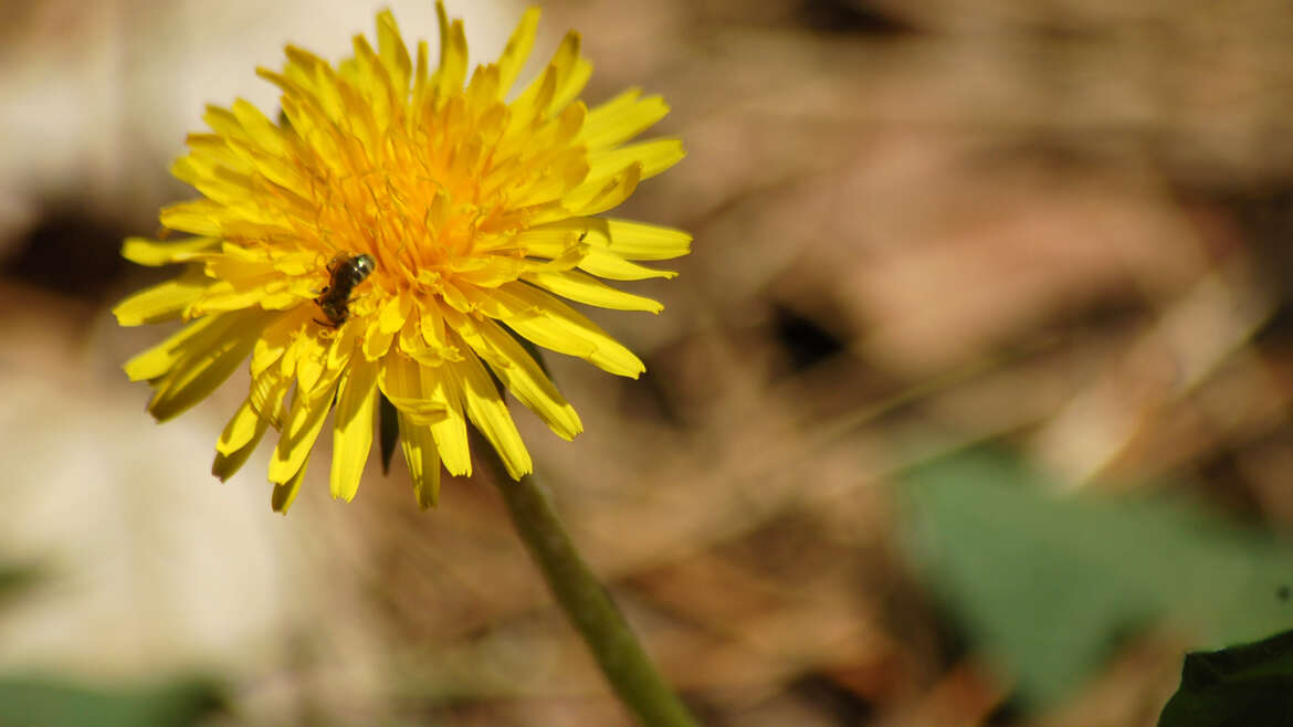 Balade Nature gourmande