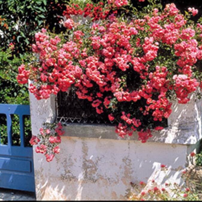 1-Arzon-Morbihan-Bretagne-Sud