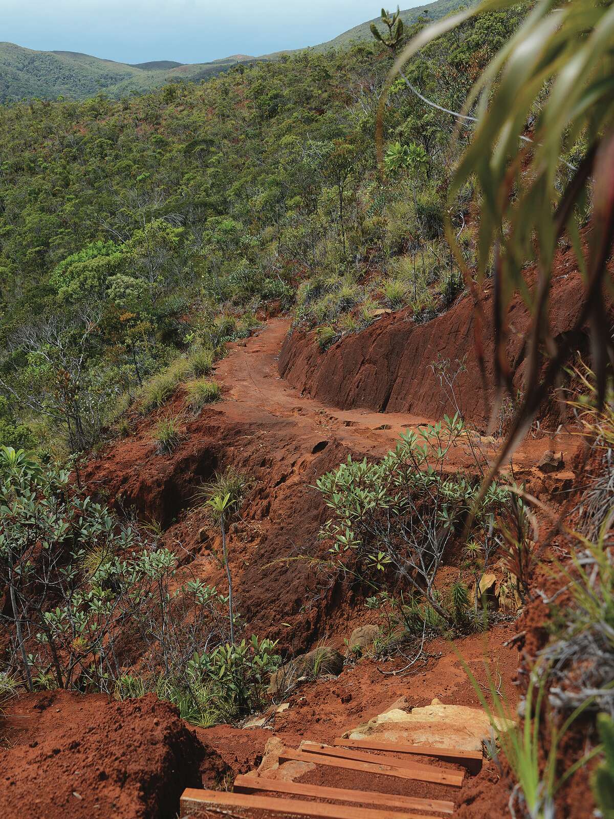 Parc Provincial de la Rivière Bleue Destination Province Sud
