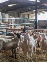 Visite de la Ferme Périvier : traditions et terroir