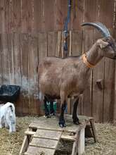 Rencontre avec des chèvres