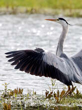 Sortie nature LPO: Les oiseaux du domaine du Léché