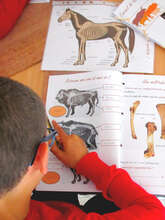 Atelier préhisto'jeune "Archéozoologue"