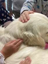 Médiation canine pour les enfants DYS ou en difficulté d'apprentissage de la lecture
