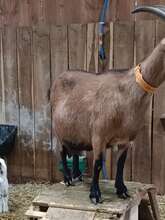 Rencontre caprine à la Ferme des Délices à Queaux