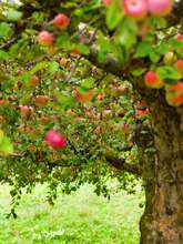 Secrets et savoir-faire de la Ferme du Léché