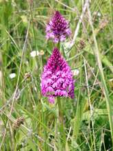 Balade et échanges sur "les orchidées sauvages de territoire, savoir les repérer pour mieux les protéger"