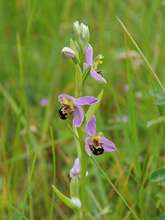 Balade À la découverte des orchidées sauvages Balade À la découverte des orchidées sauvages