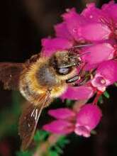 Atelier scientifique : "les abeilles, qui miel me suive !"